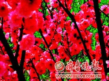 ���Ļ��_�M�@��(�Y��Ƭ)